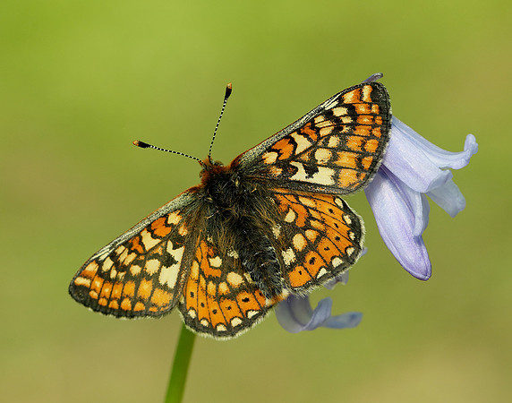 Marsh Fritillary Euphydryas aurinia