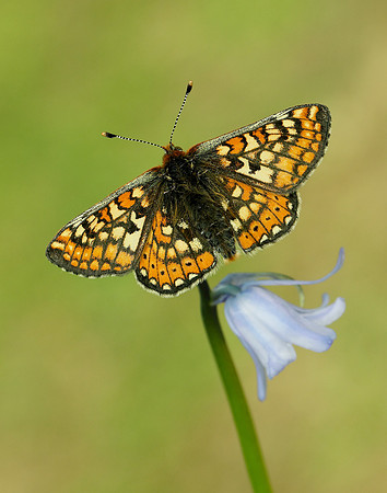 Marsh Fritillary Euphydryas aurinia