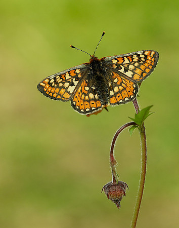 Marsh Fritillary Euphydryas aurinia
