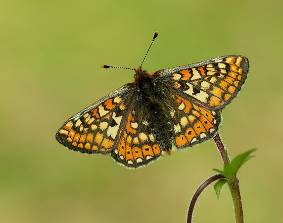 Marsh Fritillary Euphydryas aurinia