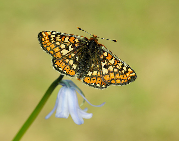 Marsh Fritillary Euphydryas aurinia