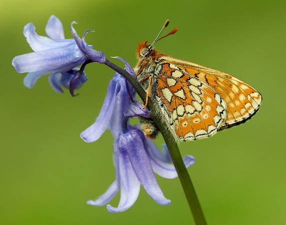 Marsh Fritillary Euphydryas aurinia