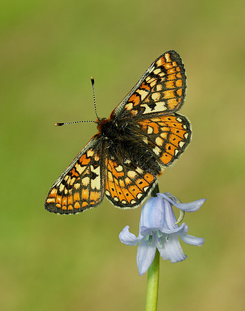 Marsh Fritillary Euphydryas aurinia