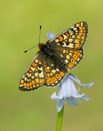 Marsh Fritillary Euphydryas aurinia