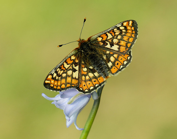 Marsh Fritillary Euphydryas aurinia