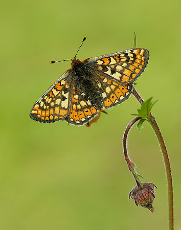 Marsh Fritillary Euphydryas aurinia