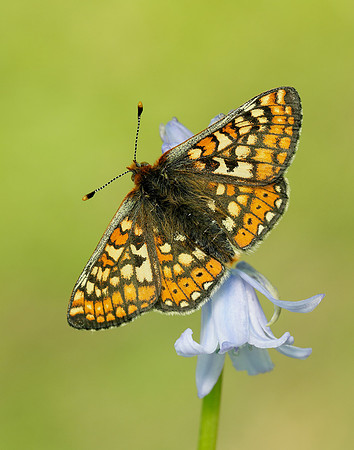 Marsh Fritillary Euphydryas aurinia