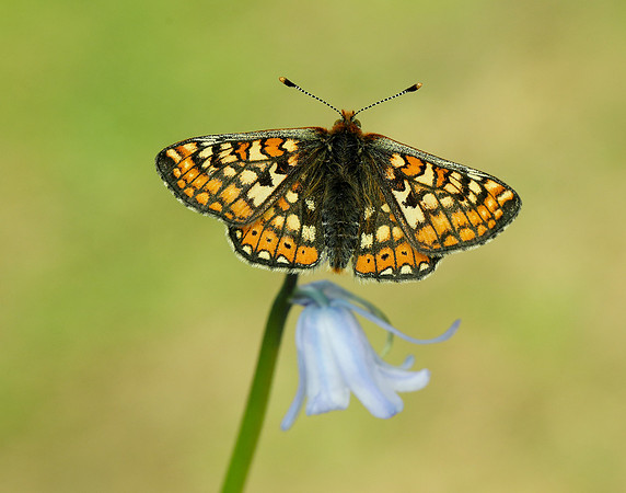 Marsh Fritillary Euphydryas aurinia