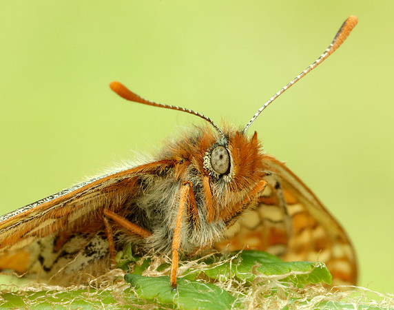 Marsh Fritillary Euphydryas aurinia