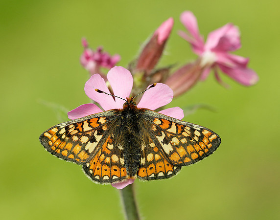 Marsh Fritillary Euphydryas aurinia