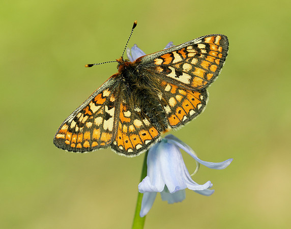 Marsh Fritillary Euphydryas aurinia