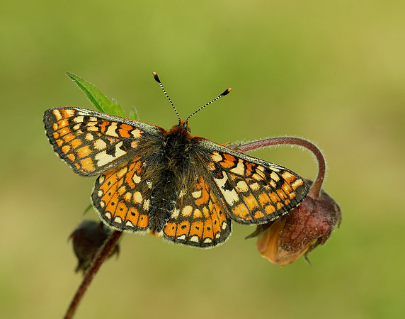 Marsh Fritillary Euphydryas aurinia
