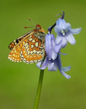 Marsh Fritillary Euphydryas aurinia