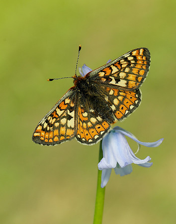 Marsh Fritillary Euphydryas aurinia
