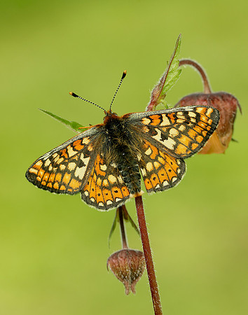 Marsh Fritillary Euphydryas aurinia