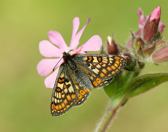 Marsh Fritillary Euphydryas aurinia