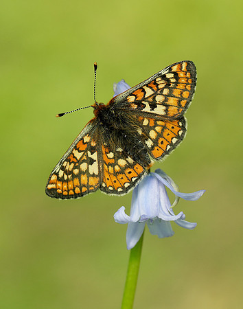 Marsh Fritillary Euphydryas aurinia