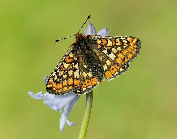 Marsh Fritillary Euphydryas aurinia