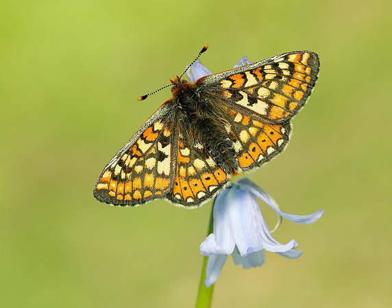 Marsh Fritillary Euphydryas aurinia
