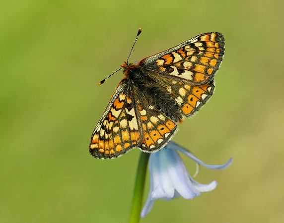 Marsh Fritillary Euphydryas aurinia