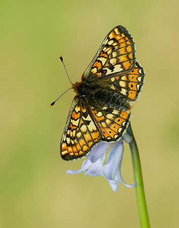 Marsh Fritillary Euphydryas aurinia
