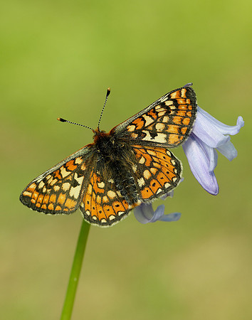 Marsh Fritillary Euphydryas aurinia