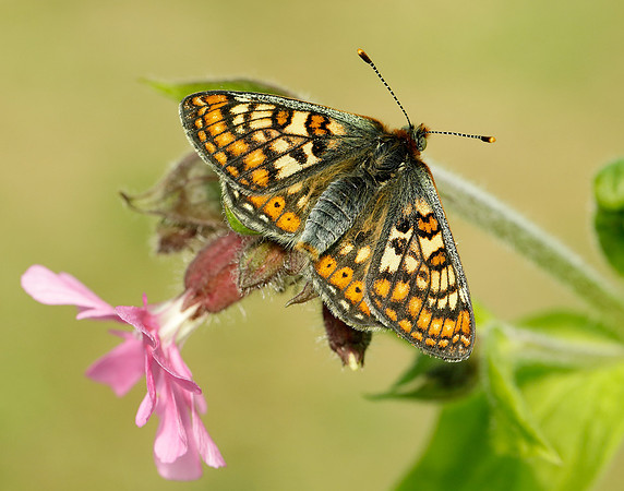 Marsh Fritillary Euphydryas aurinia