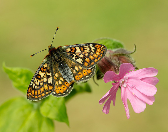 Marsh Fritillary Euphydryas aurinia