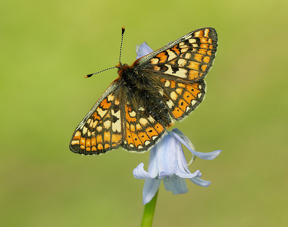 Marsh Fritillary Euphydryas aurinia