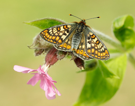 Marsh Fritillary Euphydryas aurinia