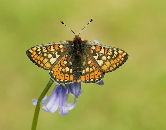 Marsh Fritillary Euphydryas aurinia