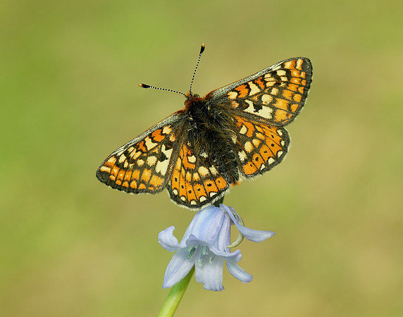 Marsh Fritillary Euphydryas aurinia