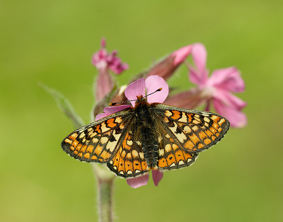Marsh Fritillary Euphydryas aurinia