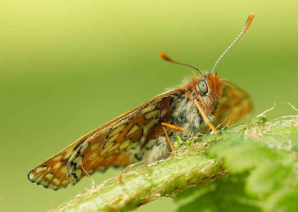 Marsh Fritillary Euphydryas aurinia