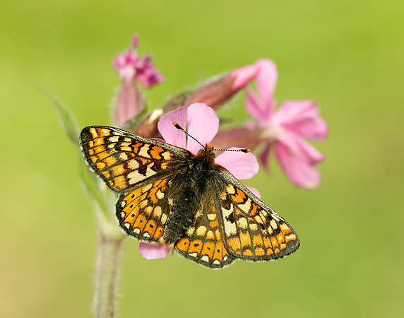 Marsh Fritillary Euphydryas aurinia