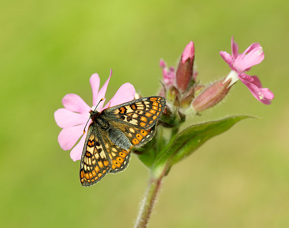 Marsh Fritillary Euphydryas aurinia