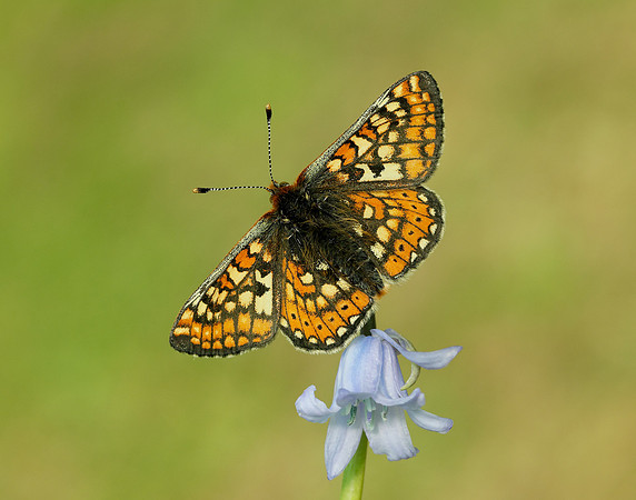 Marsh Fritillary Euphydryas aurinia