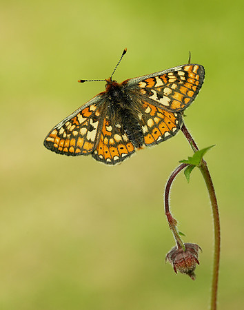 Marsh Fritillary Euphydryas aurinia