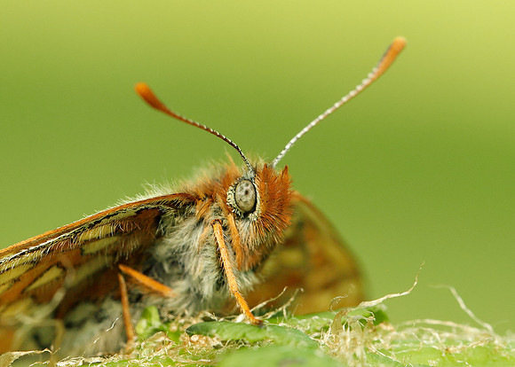 Marsh Fritillary Euphydryas aurinia