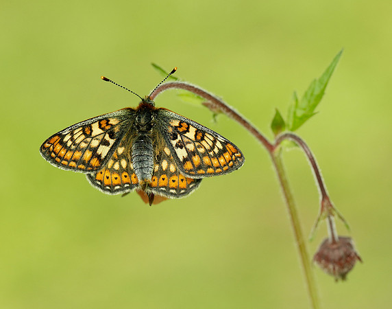 Marsh Fritillary Euphydryas aurinia