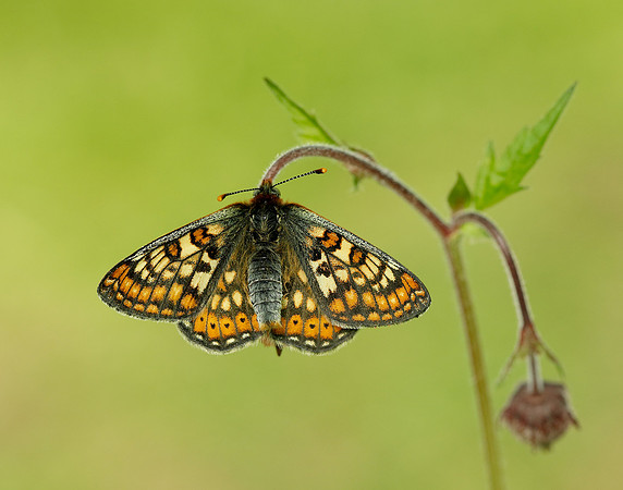 Marsh Fritillary Euphydryas aurinia