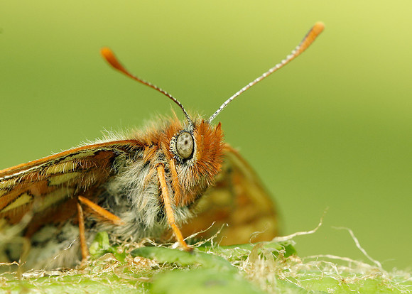 Marsh Fritillary Euphydryas aurinia