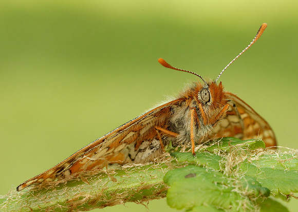 Marsh Fritillary Euphydryas aurinia