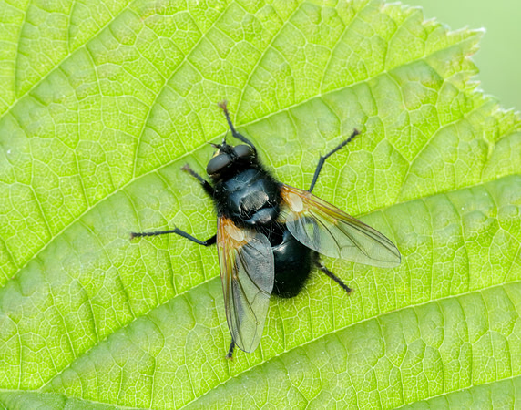 Noon Fly Mesembrina meridiana