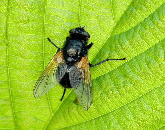 Noon Fly Mesembrina meridiana