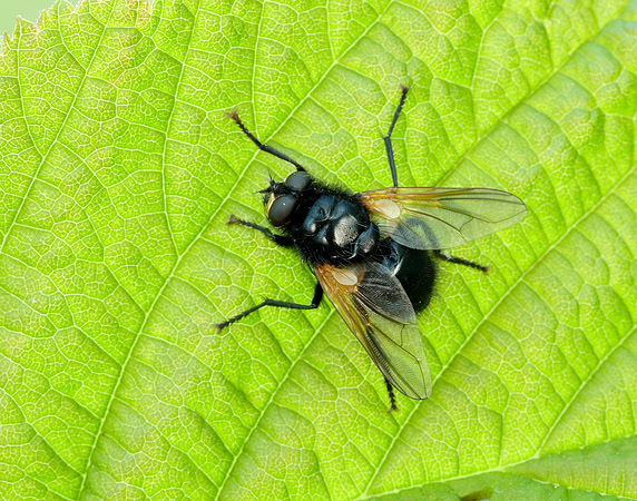 Noon Fly Mesembrina meridiana