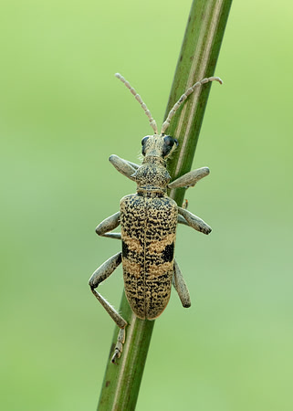Black-spotted longhorn beetle Rhagium mordax