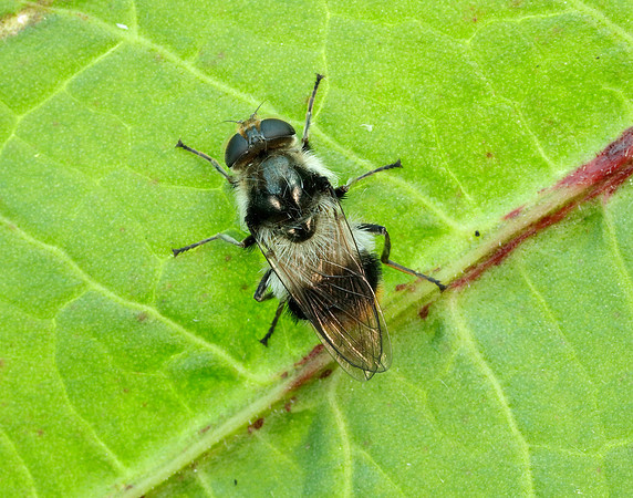 Bumblebee Blacklet Cheilosia illustrata