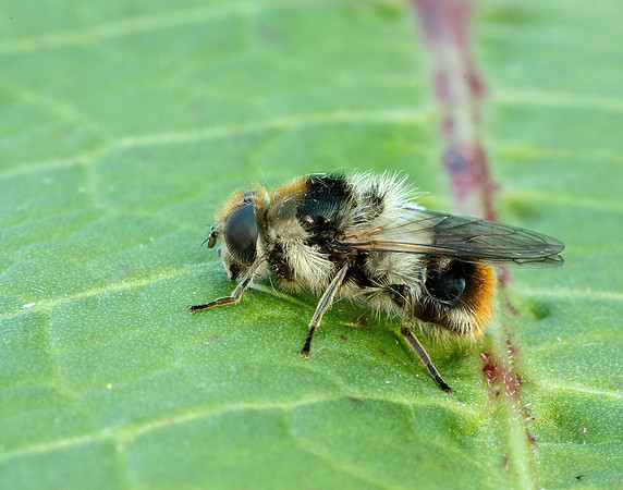 Bumblebee Blacklet Cheilosia illustrata