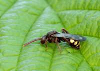 Nomada Bee